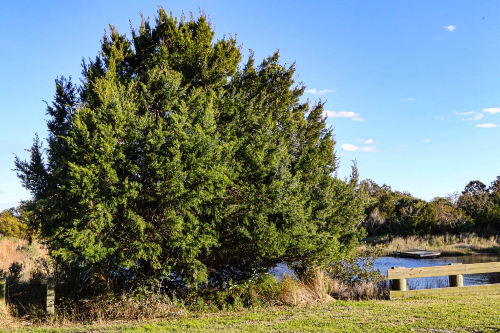 Eastern Red Cedar, Dewees Island